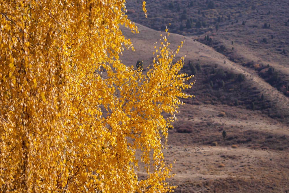 un arbre aux feuilles jaunes