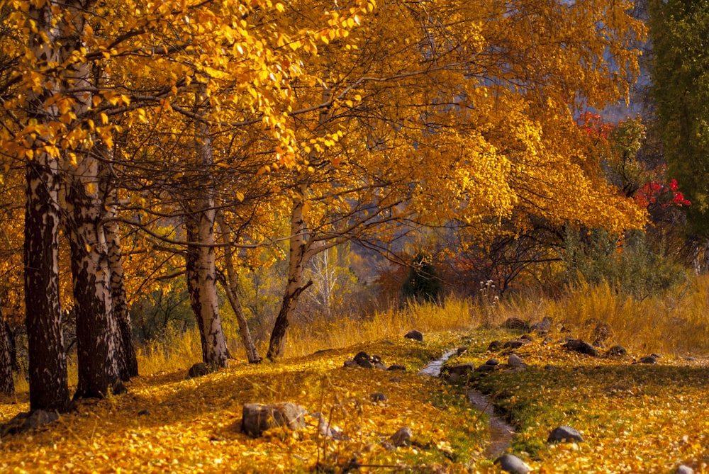 黄色い葉と木々のある小川