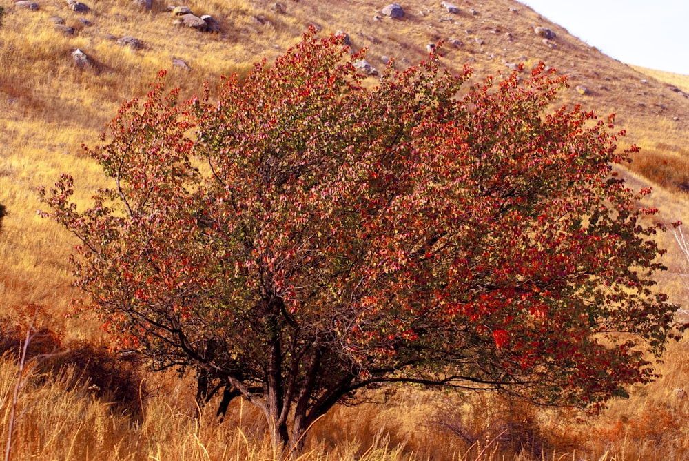 a tree with red leaves