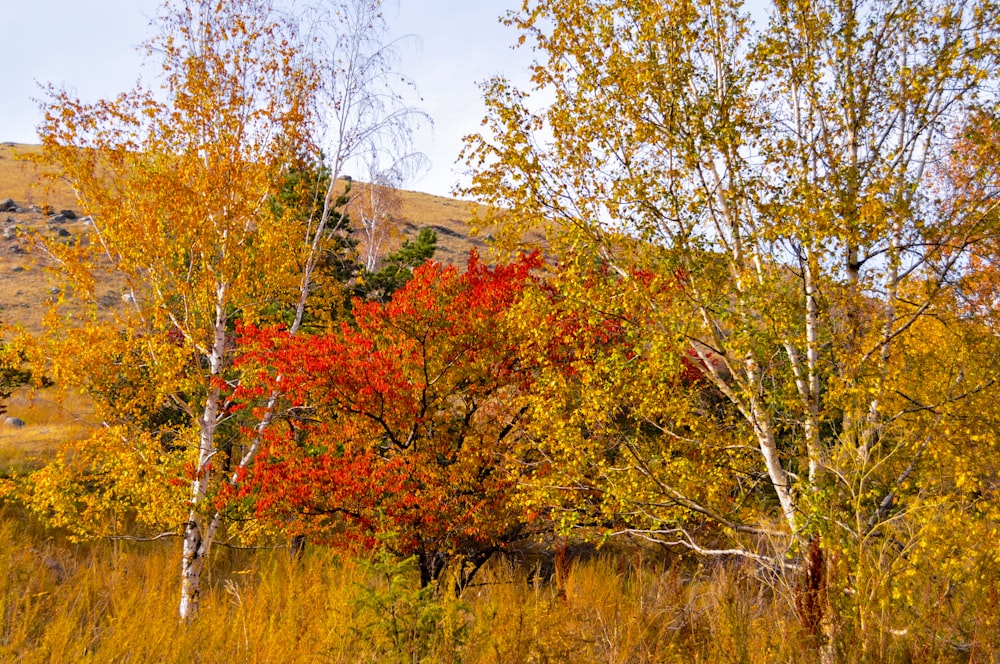 a group of trees with orange leaves