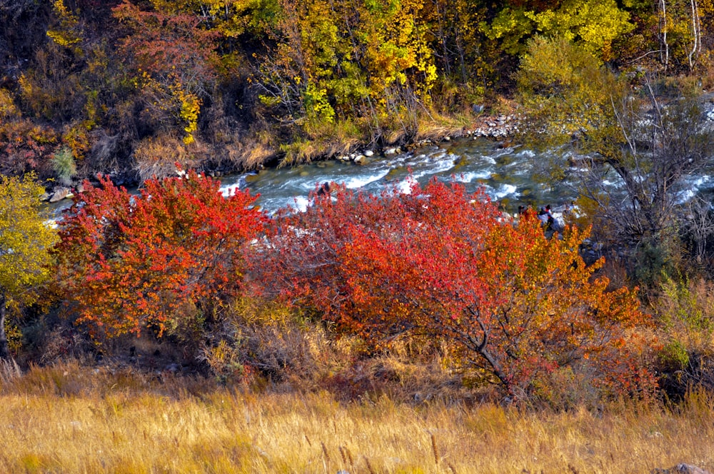 a river flowing through a forest