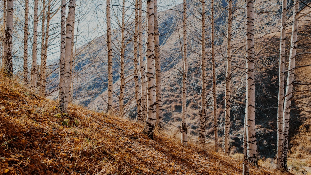 a forest of trees