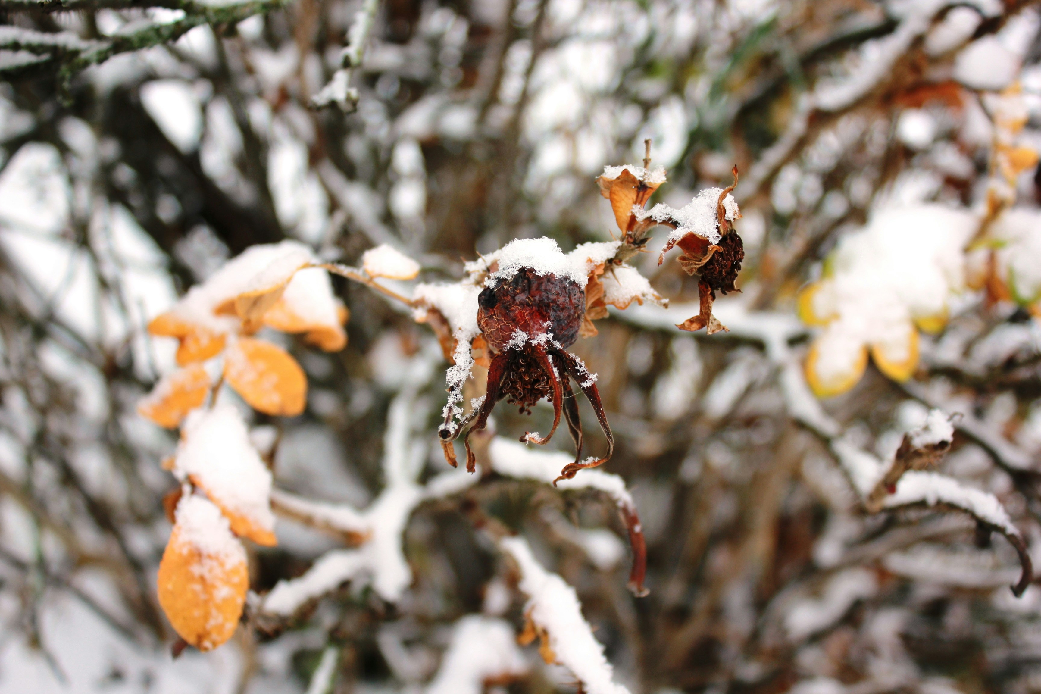 a close up of a spider on a branch with white flowers