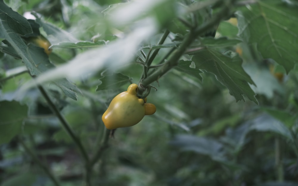 a yellow flower on a tree