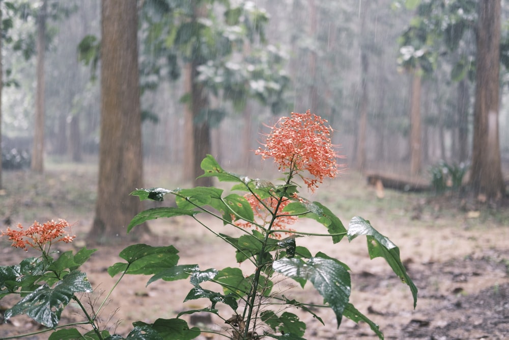 a plant with leaves and flowers