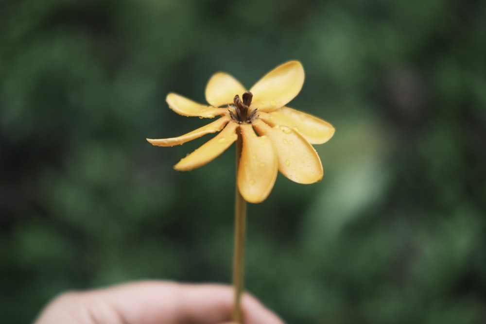 a bee on a flower