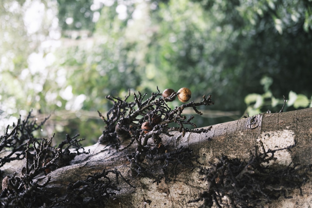 a group of ants on a log