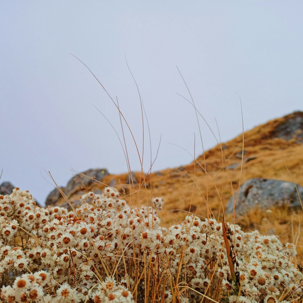 a close-up of some grass