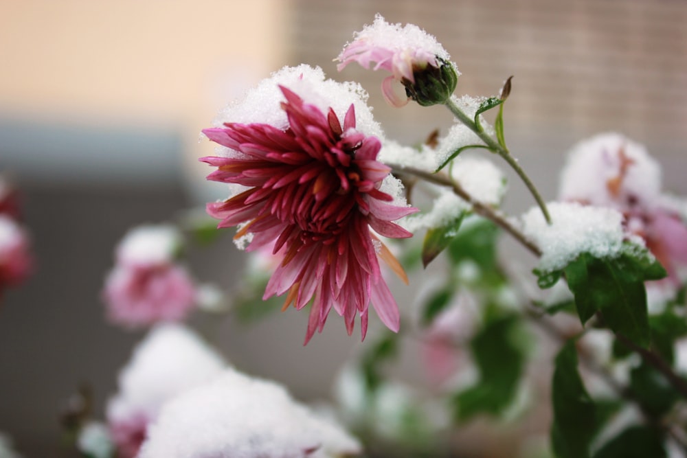 a close up of a flower