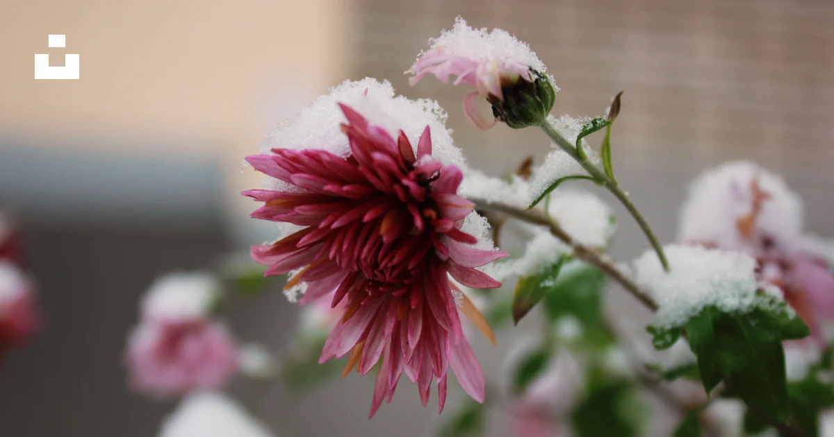 A close up of a flower photo – Free Nature Image on Unsplash