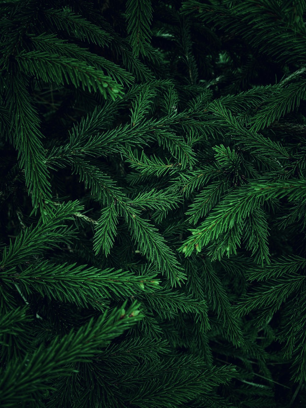 a group of green trees