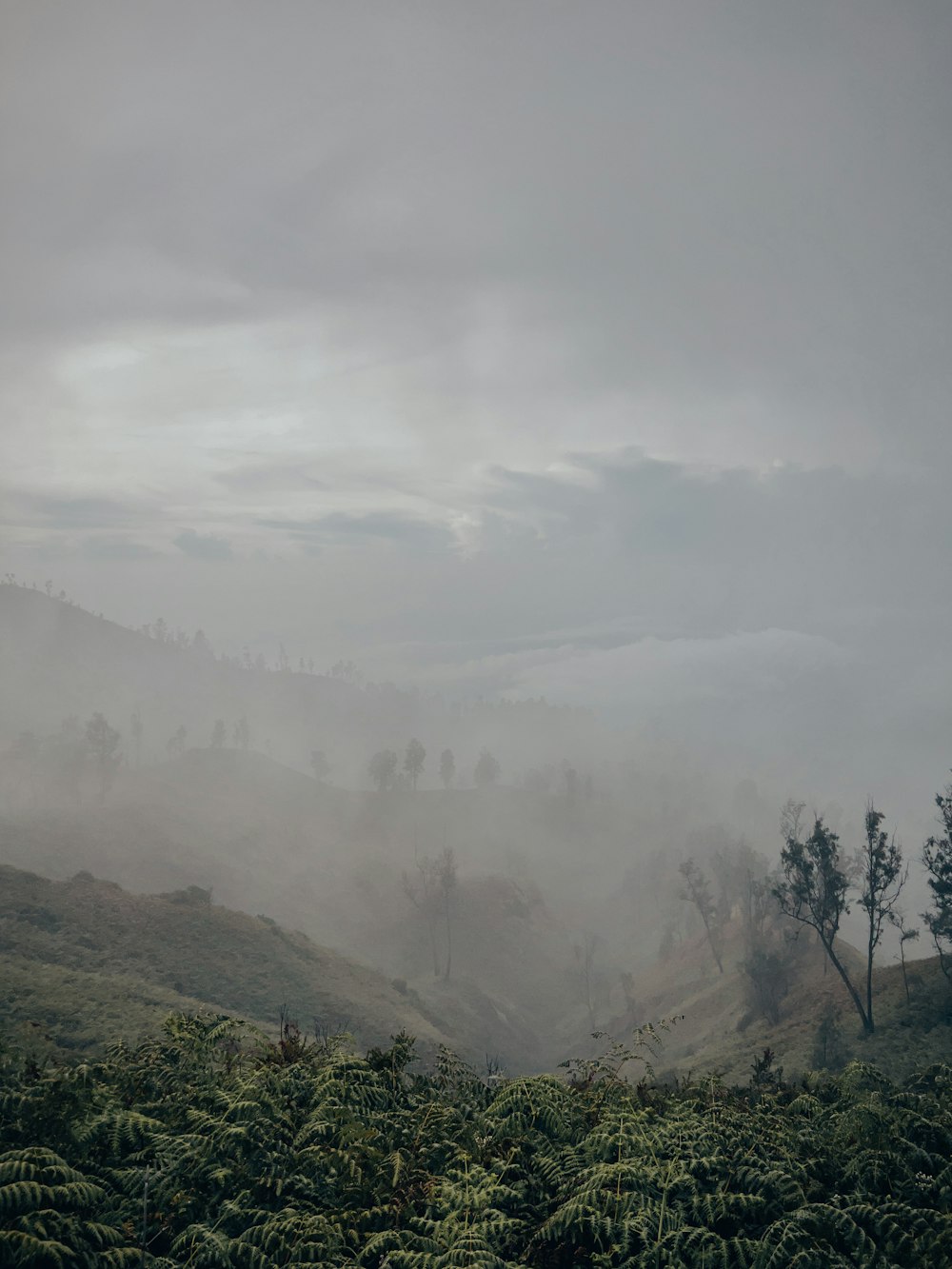 um vale nebuloso com árvores