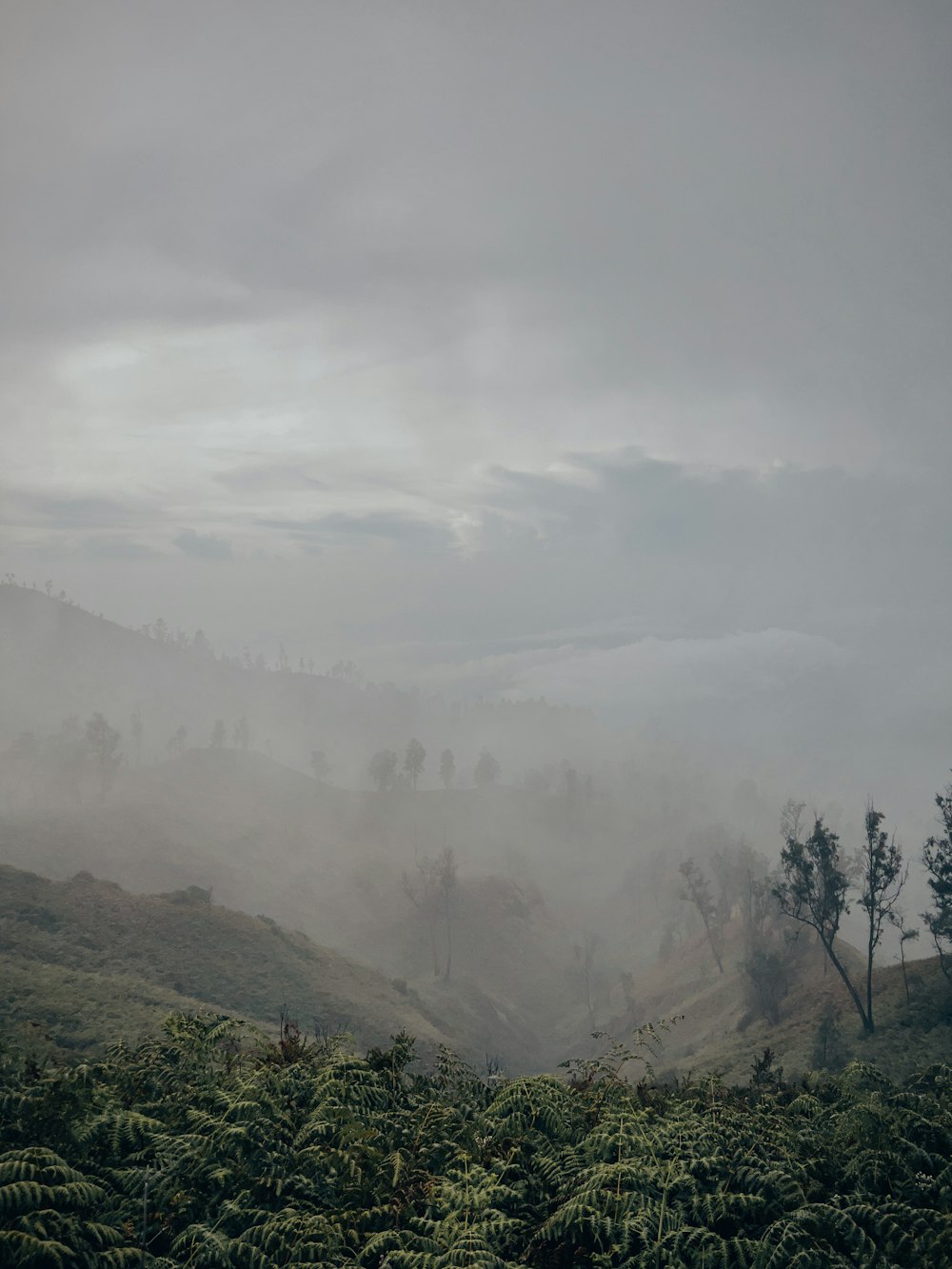 a foggy valley with trees