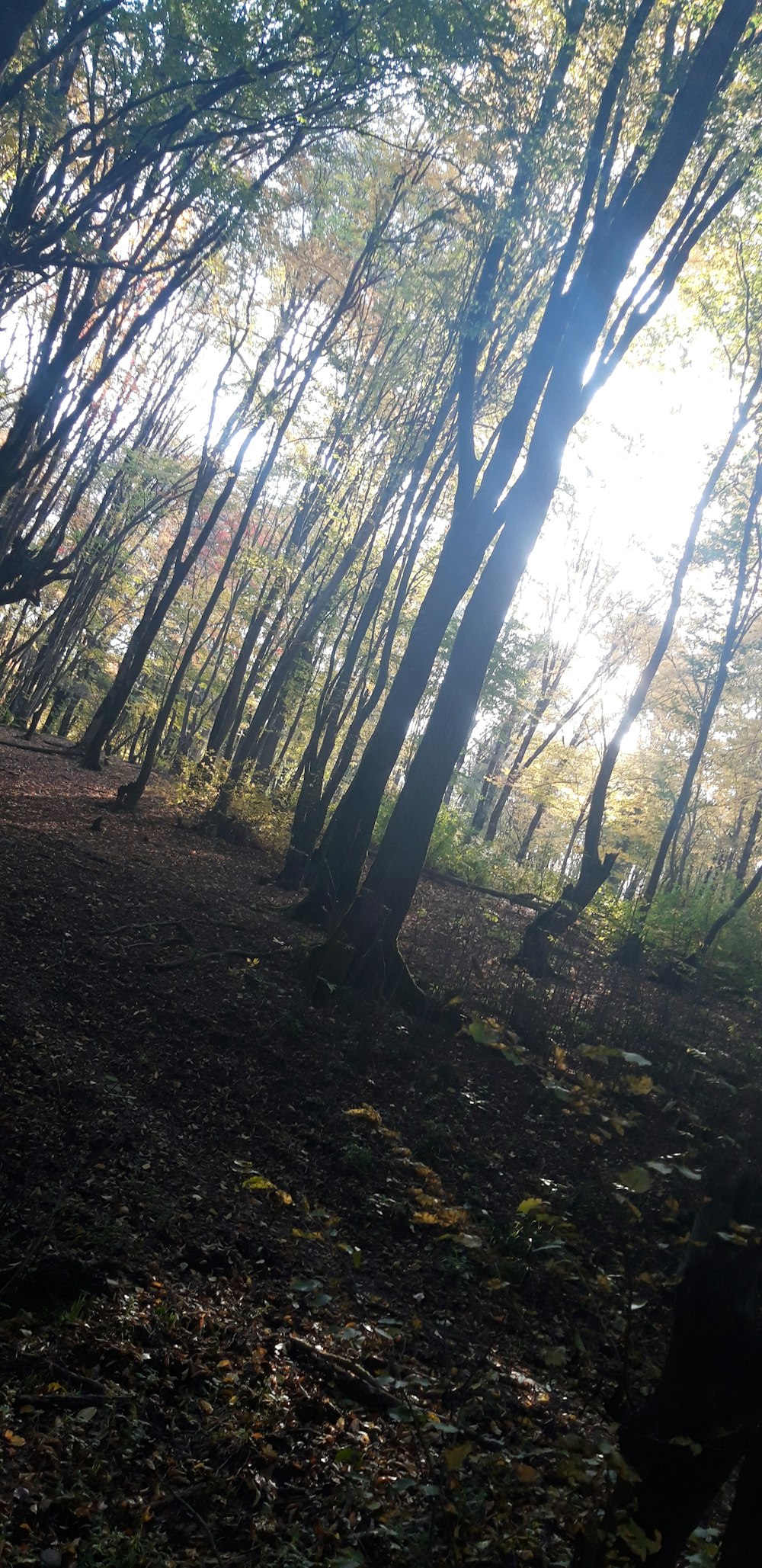 a path through a forest