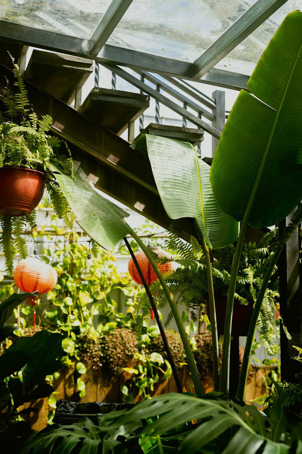 a plant with large leaves