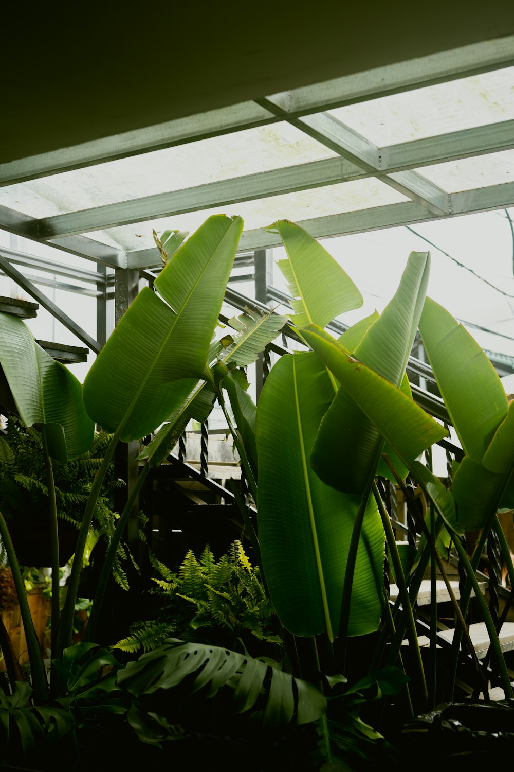 a plant with large leaves