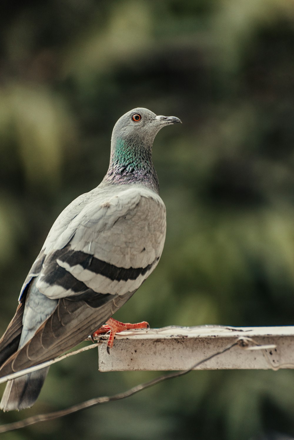 a bird on a branch