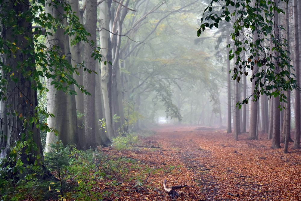 a path in a forest