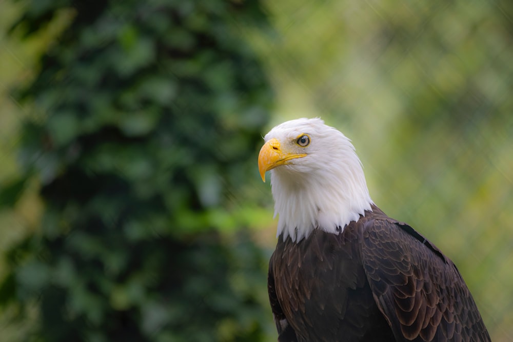 a bald eagle in front of trees