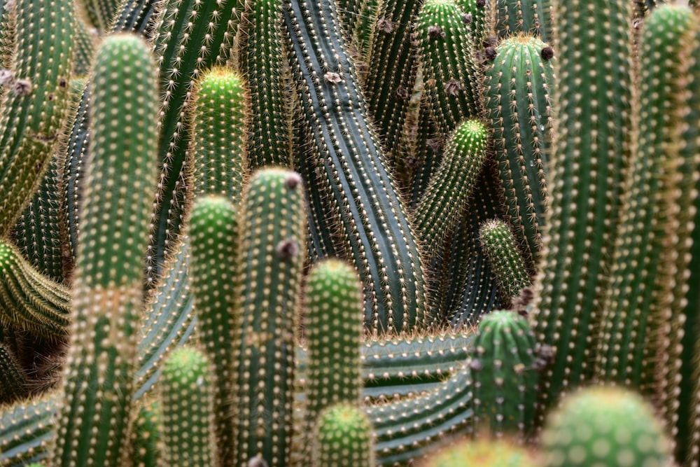 Un primo piano di un cactus