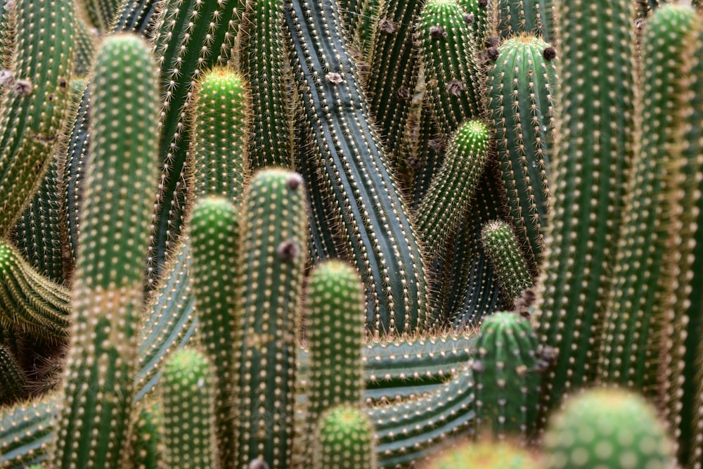 um close-up de um cacto