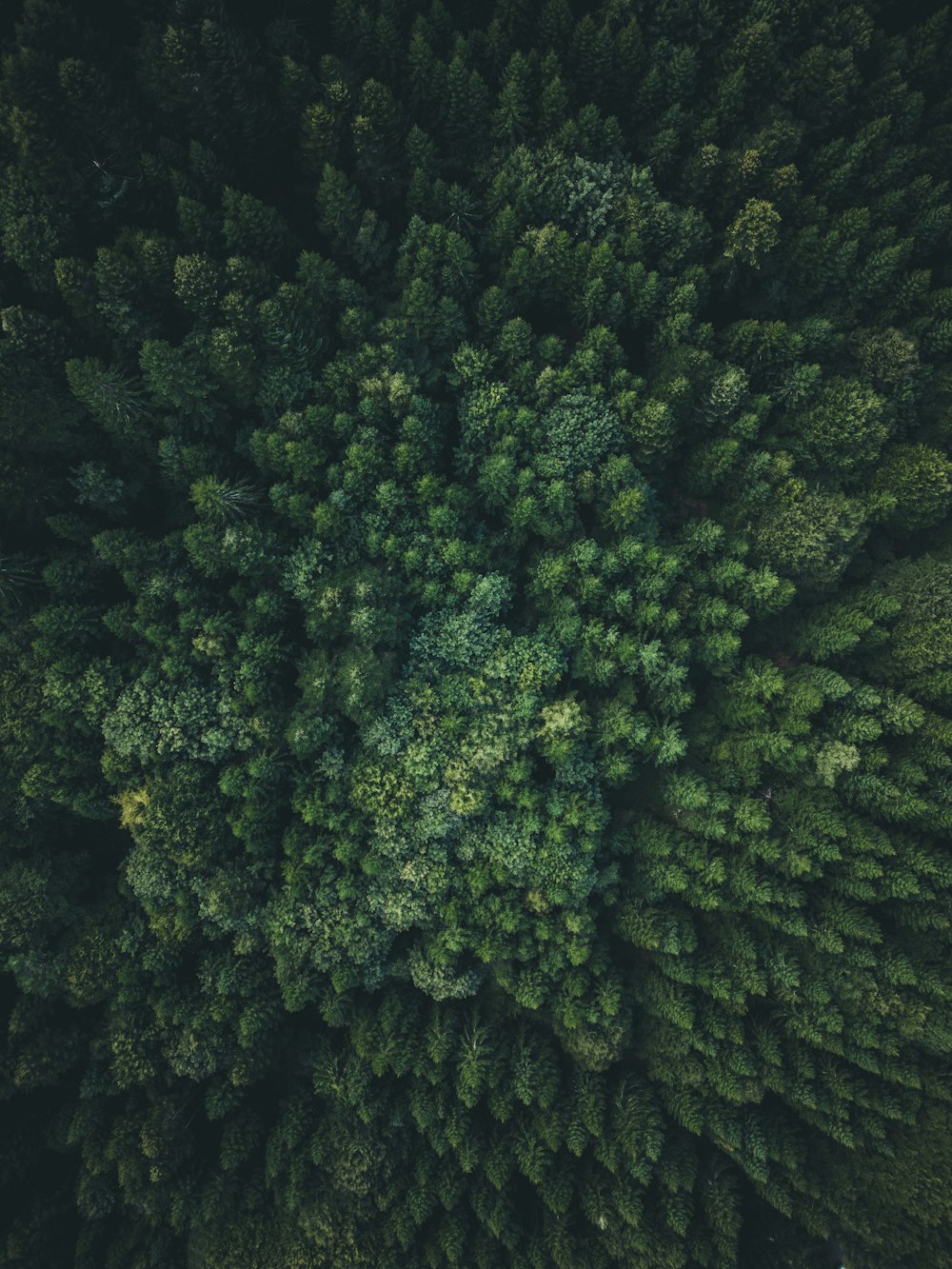 a large group of trees