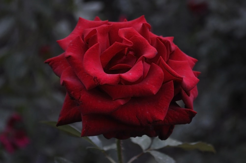 a close up of a rose