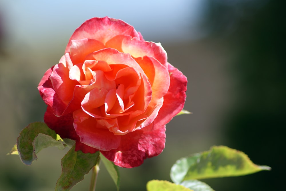 a close up of a rose