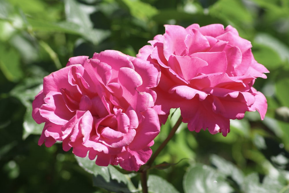 a couple pink flowers