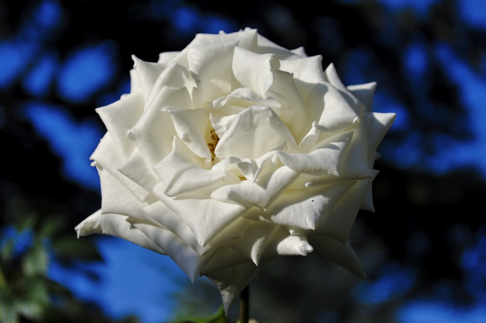 a close up of a white flower