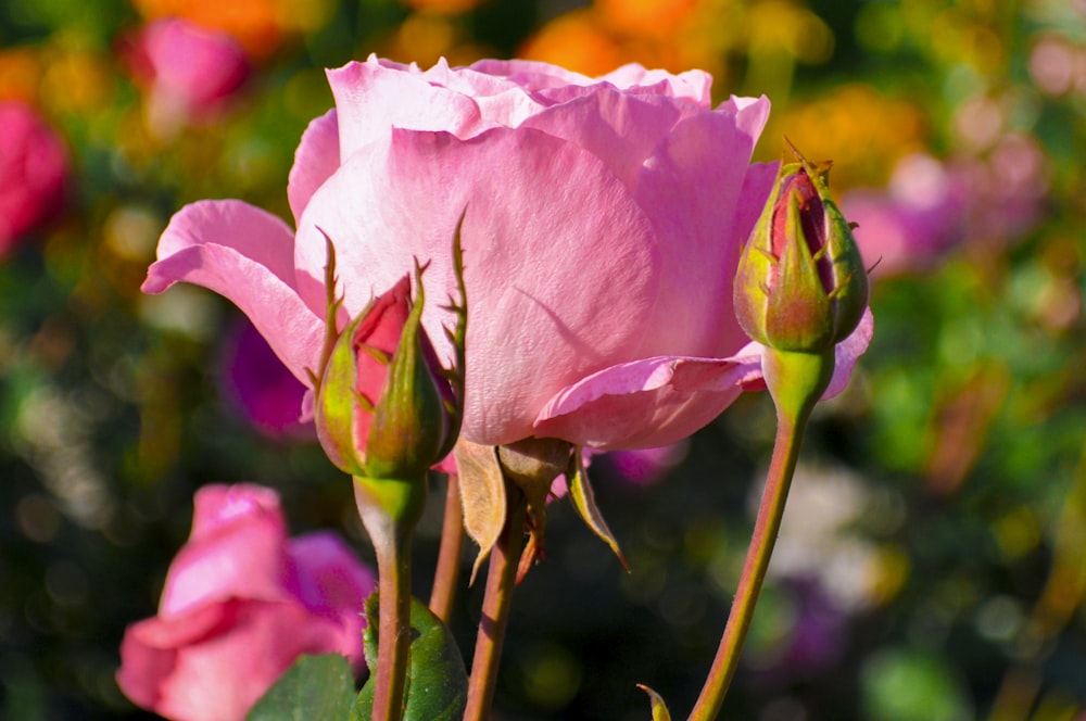 a close up of a flower