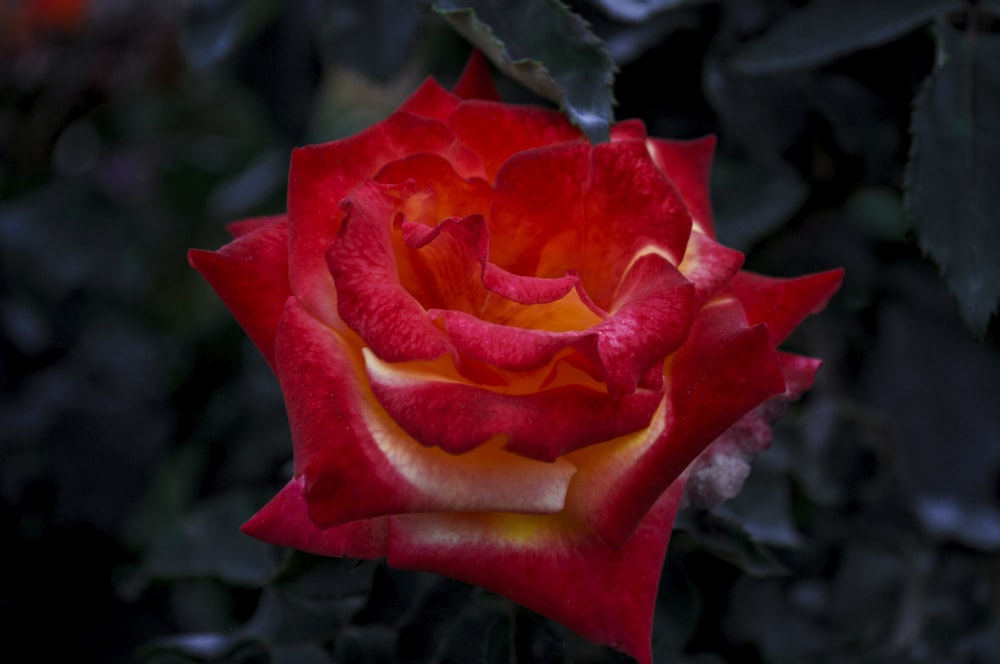 a close up of a rose