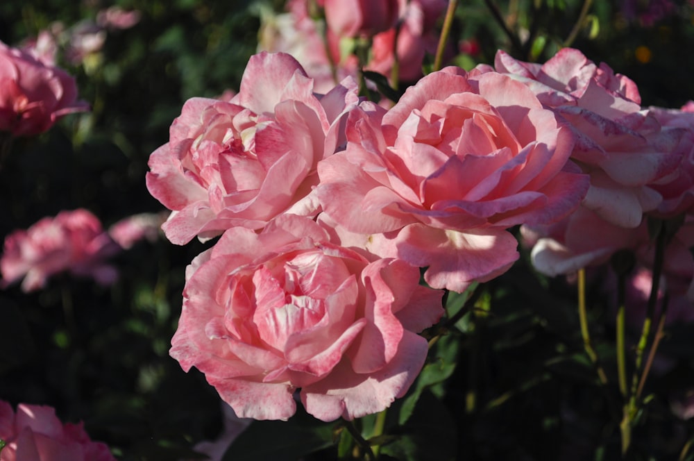 a group of pink flowers