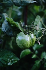 A green tomato with droplets of water clinging to its surface, surrounded by lush, green leaves. The setting appears natural and fresh, emphasizing the plant's vibrant growth.