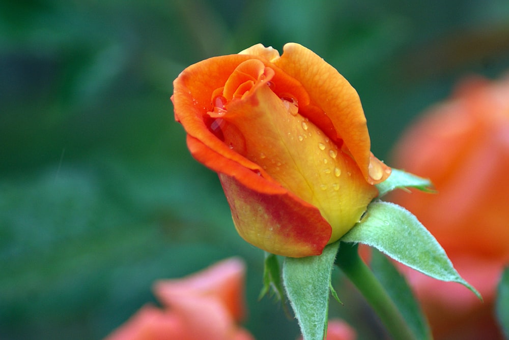 a close up of a flower