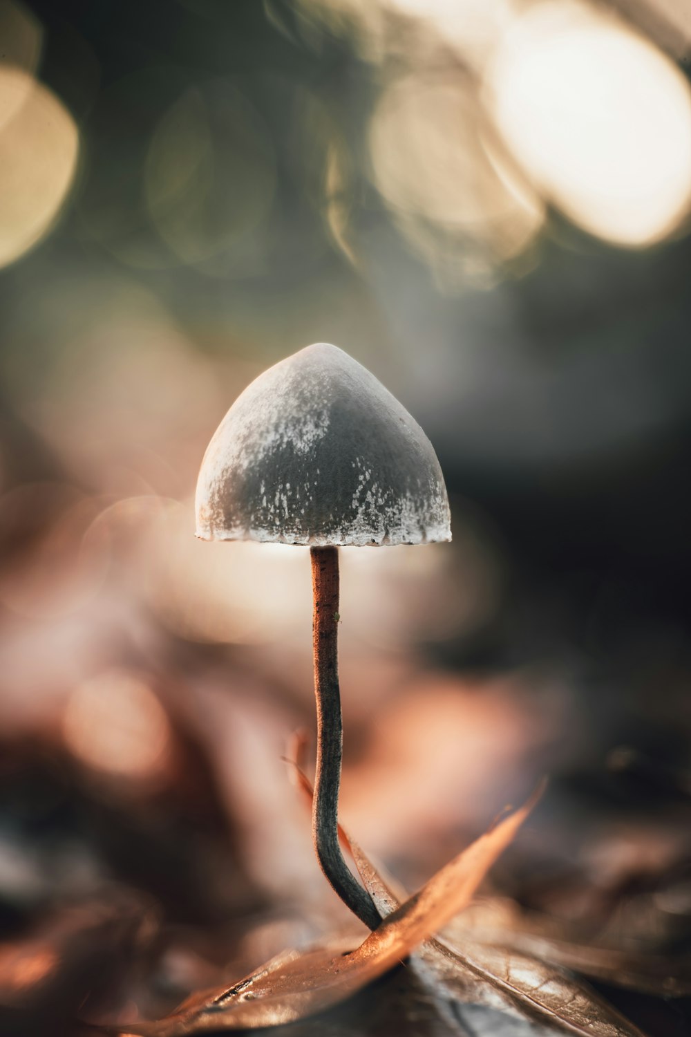 a close up of a mushroom