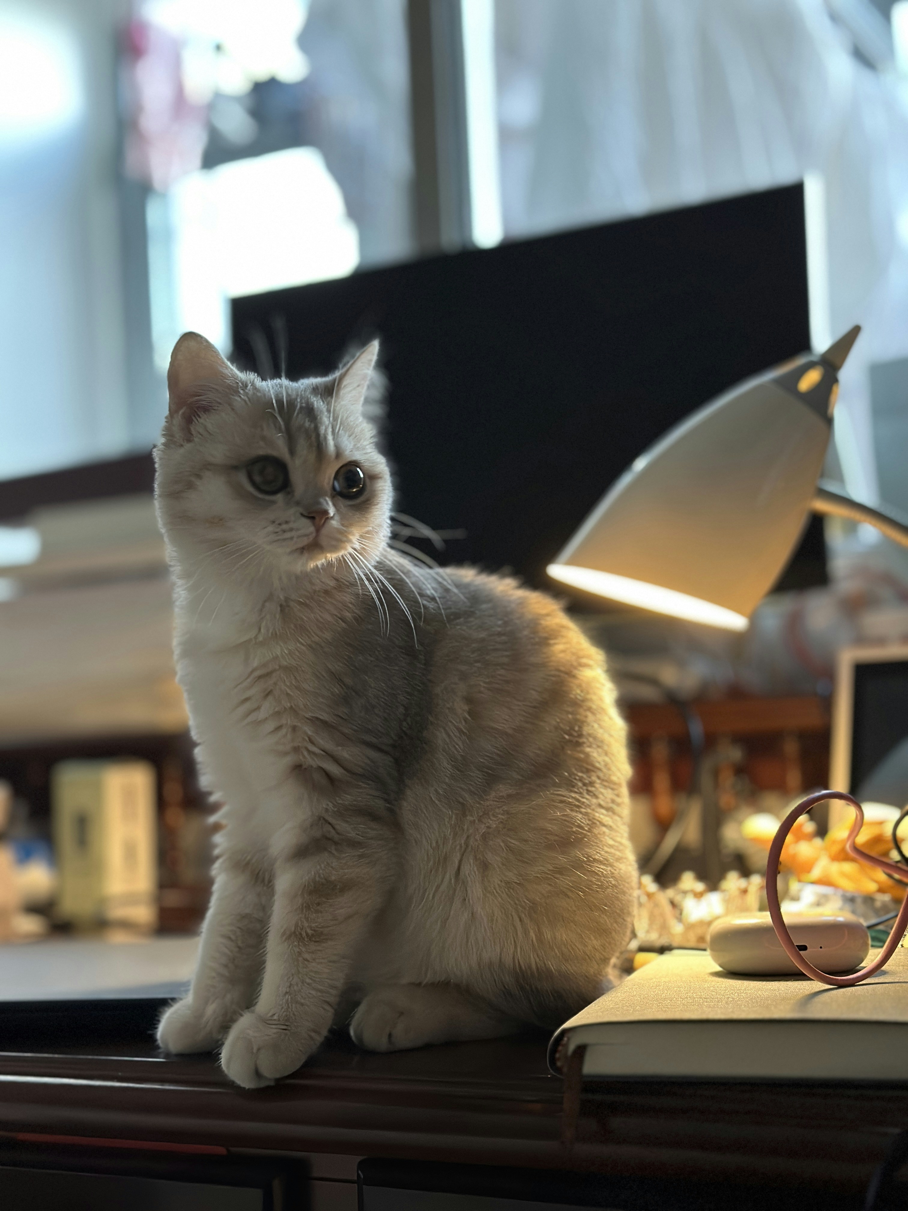 A cat sitting on a desk photo – Free Cat Image on Unsplash