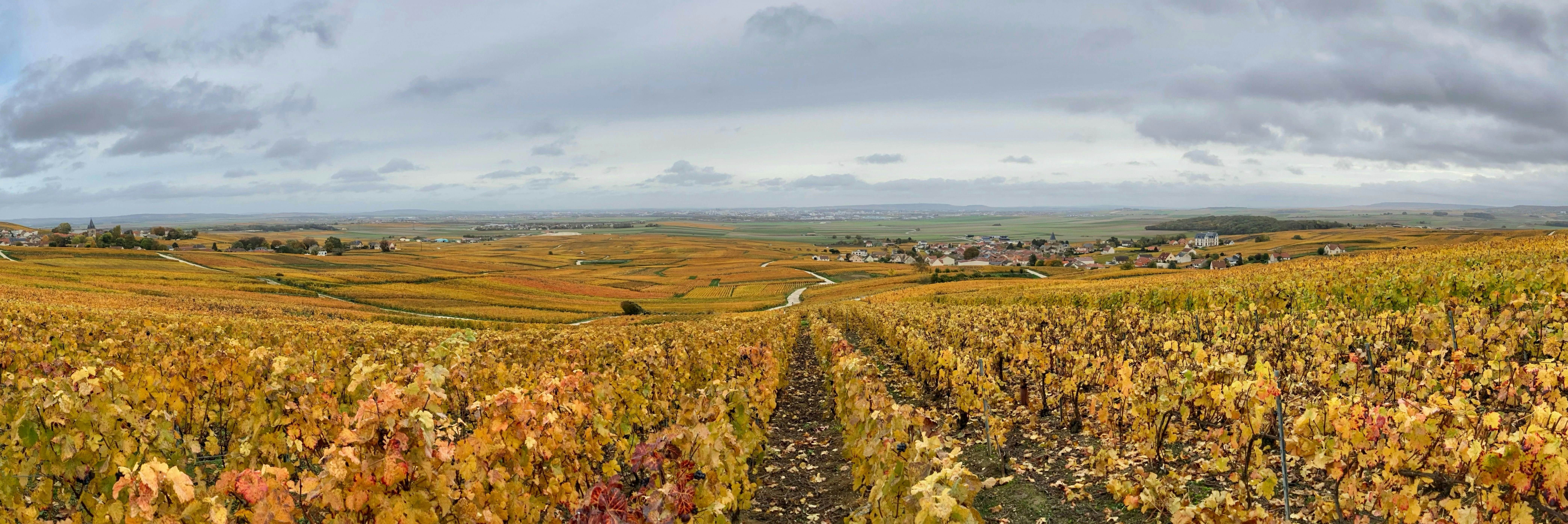 a landscape with a road and trees, Les vignes en automne