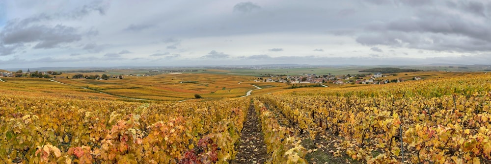 Un paisaje con una carretera y árboles