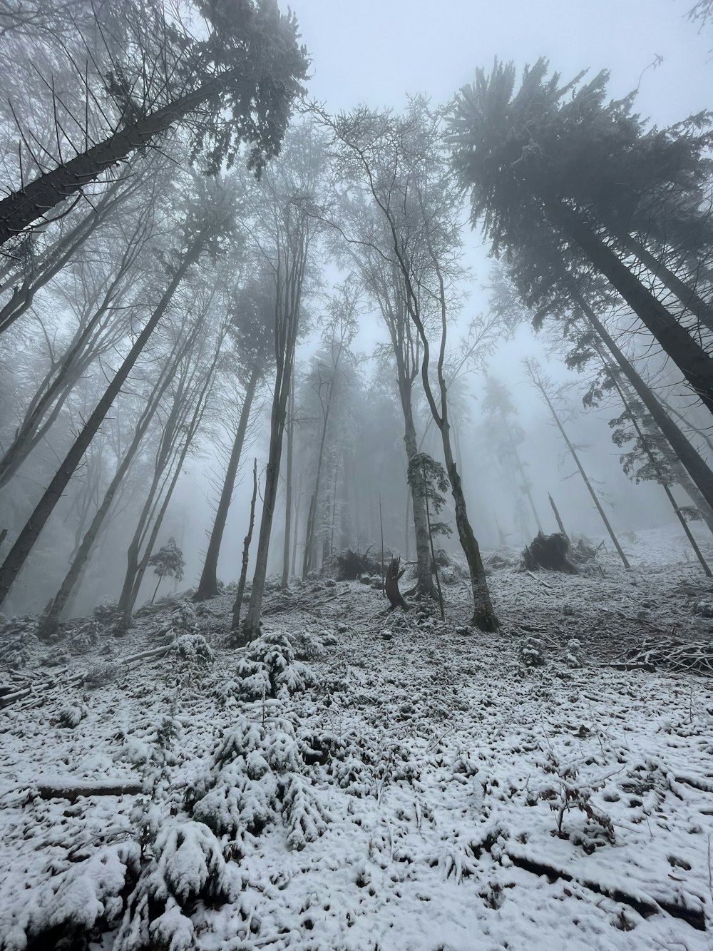 a snowy forest with trees