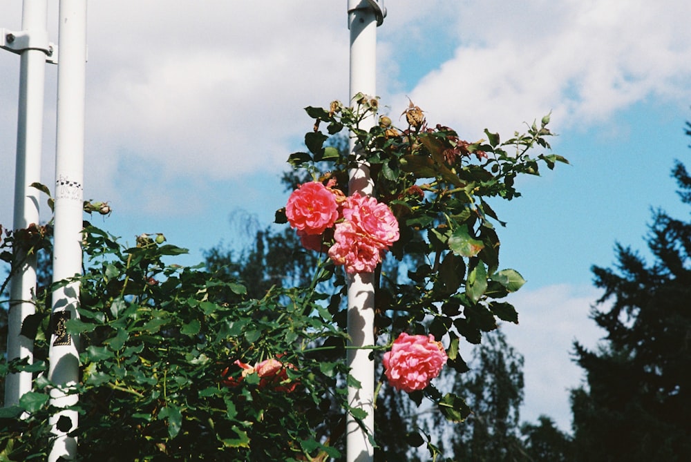 a group of roses