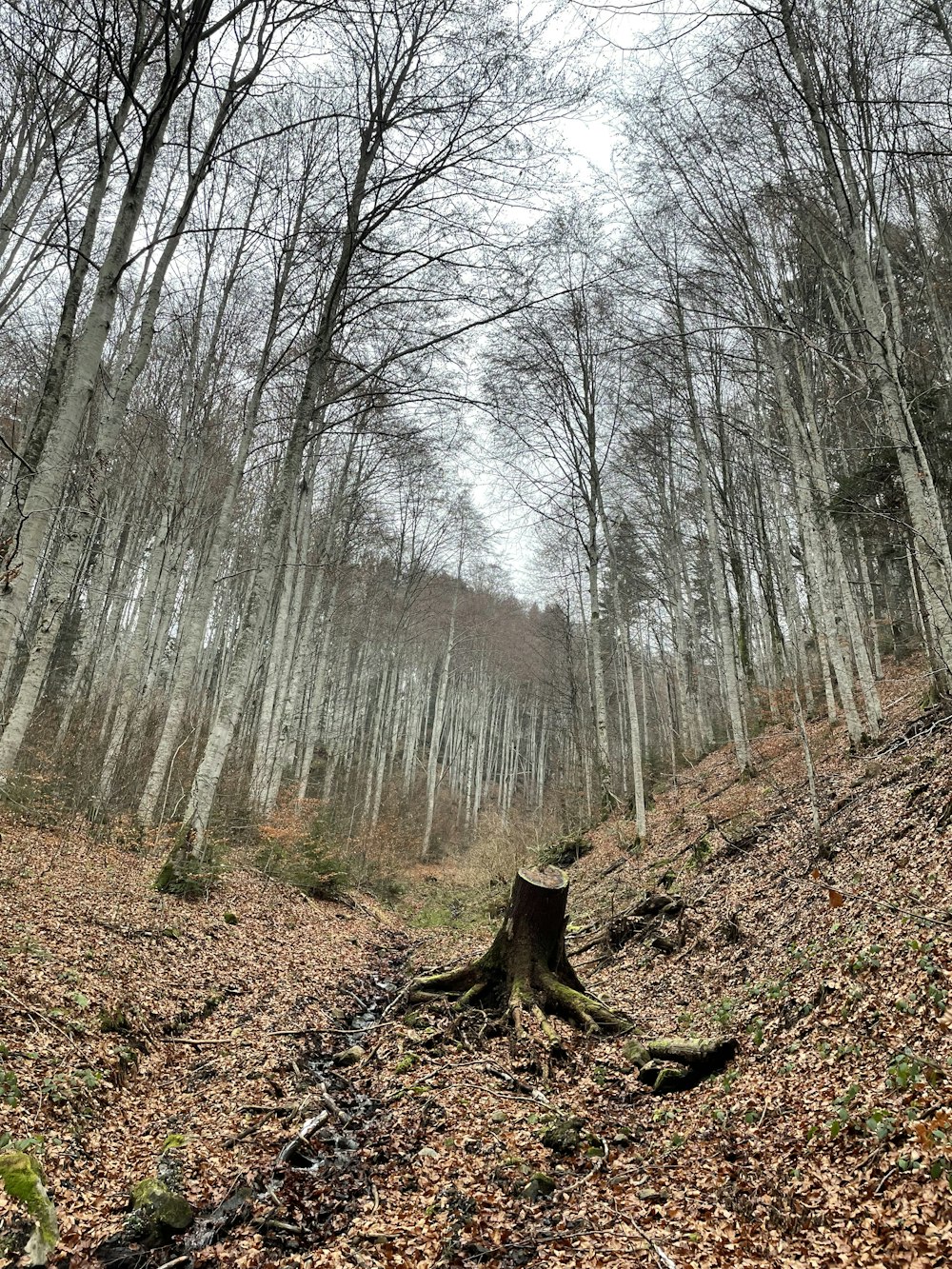 a forest with bare trees