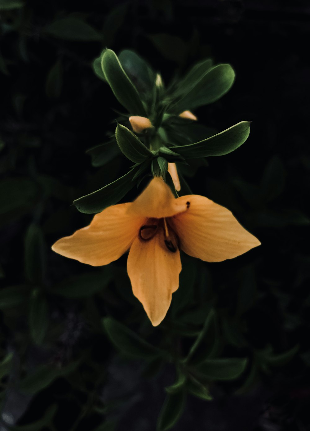 a yellow flower with green leaves