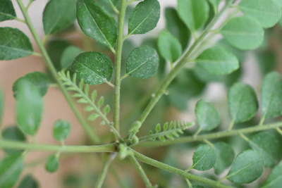 Close-up of fresh green herbal leaves arranged on natural fabric, reflecting purity and care.