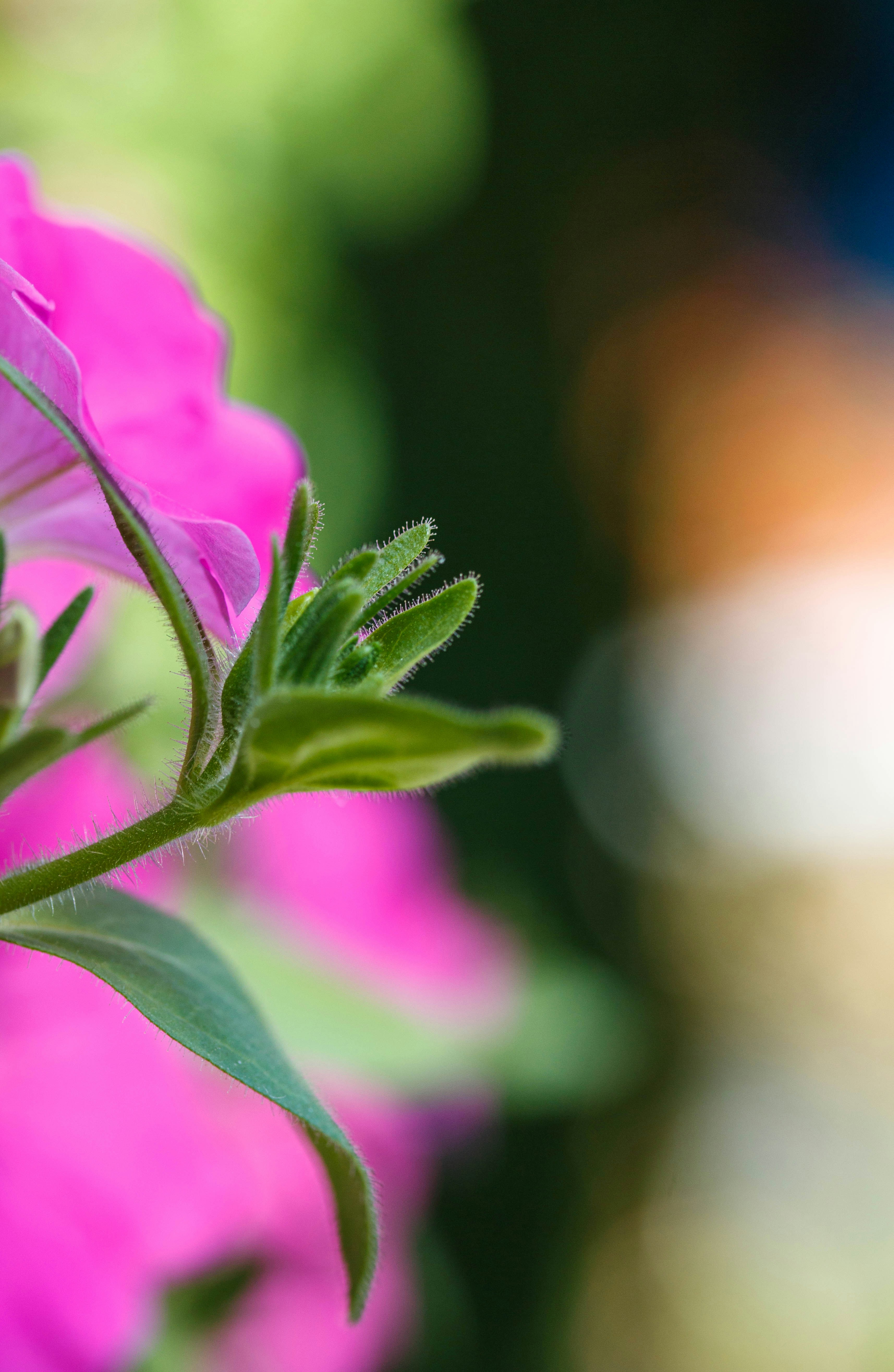 A close up of a flower