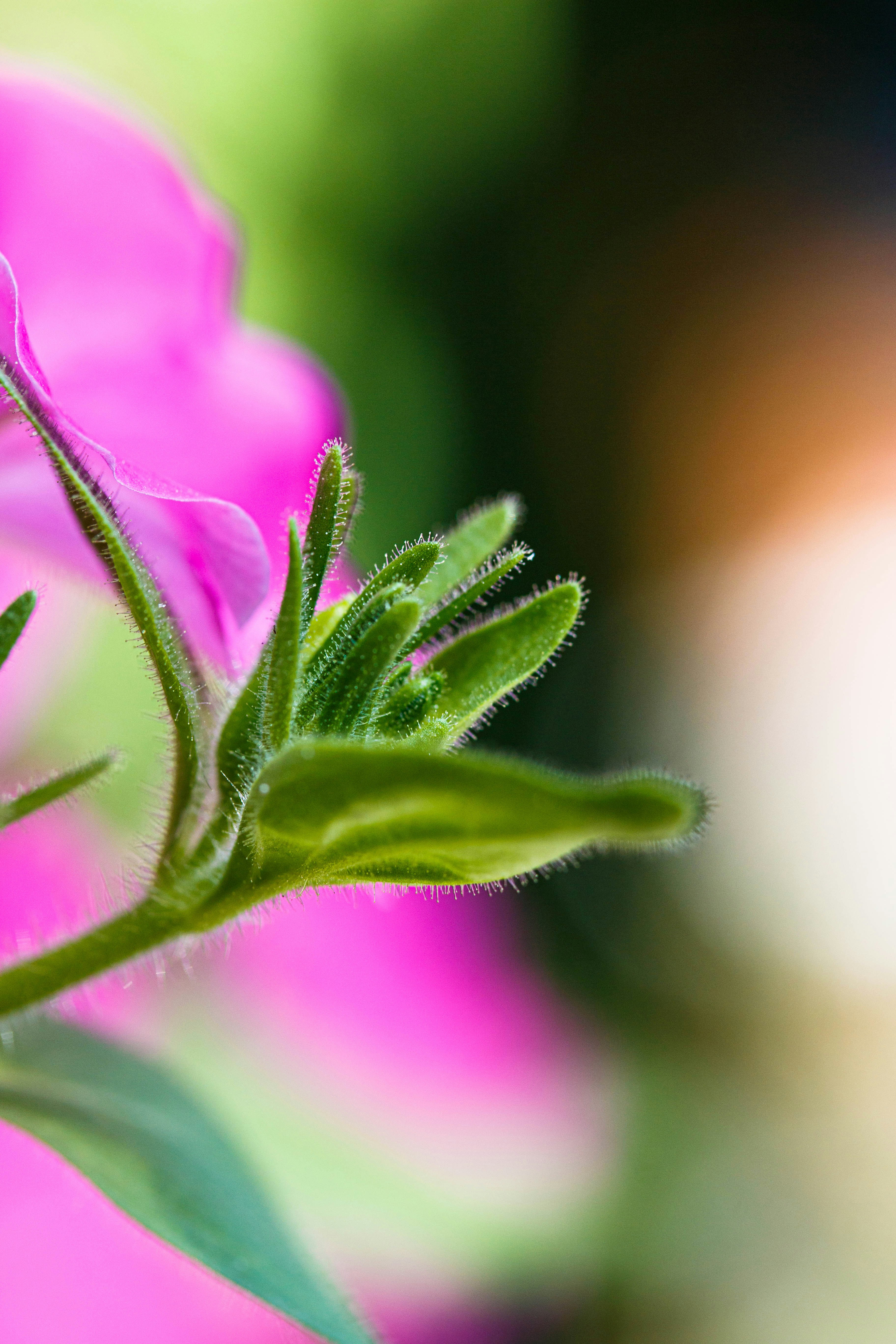 A close up of a flower