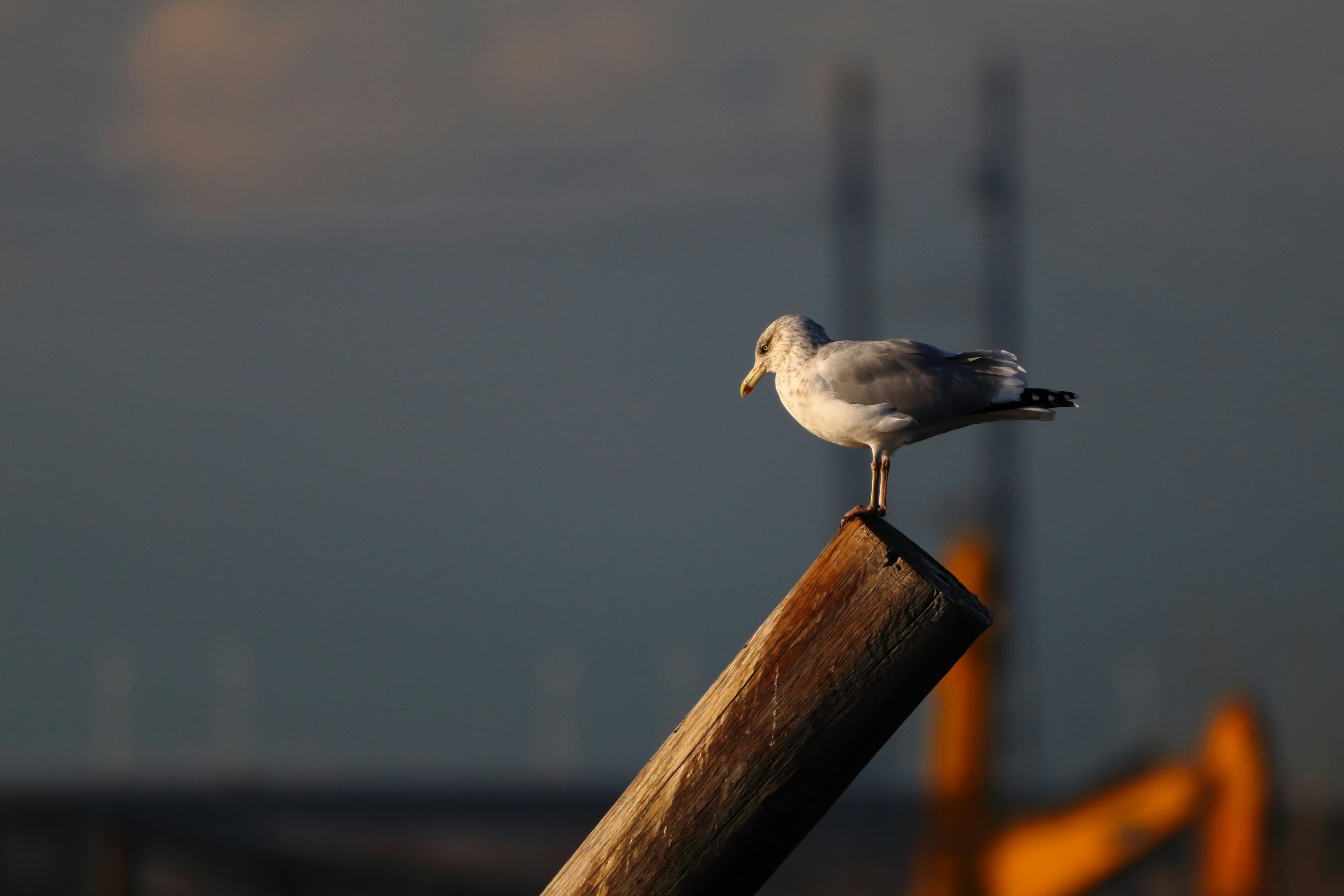 Photo by ucwhphotography