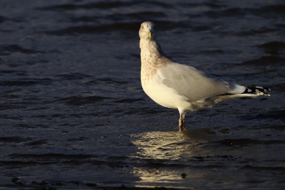 a seagull standing in water
