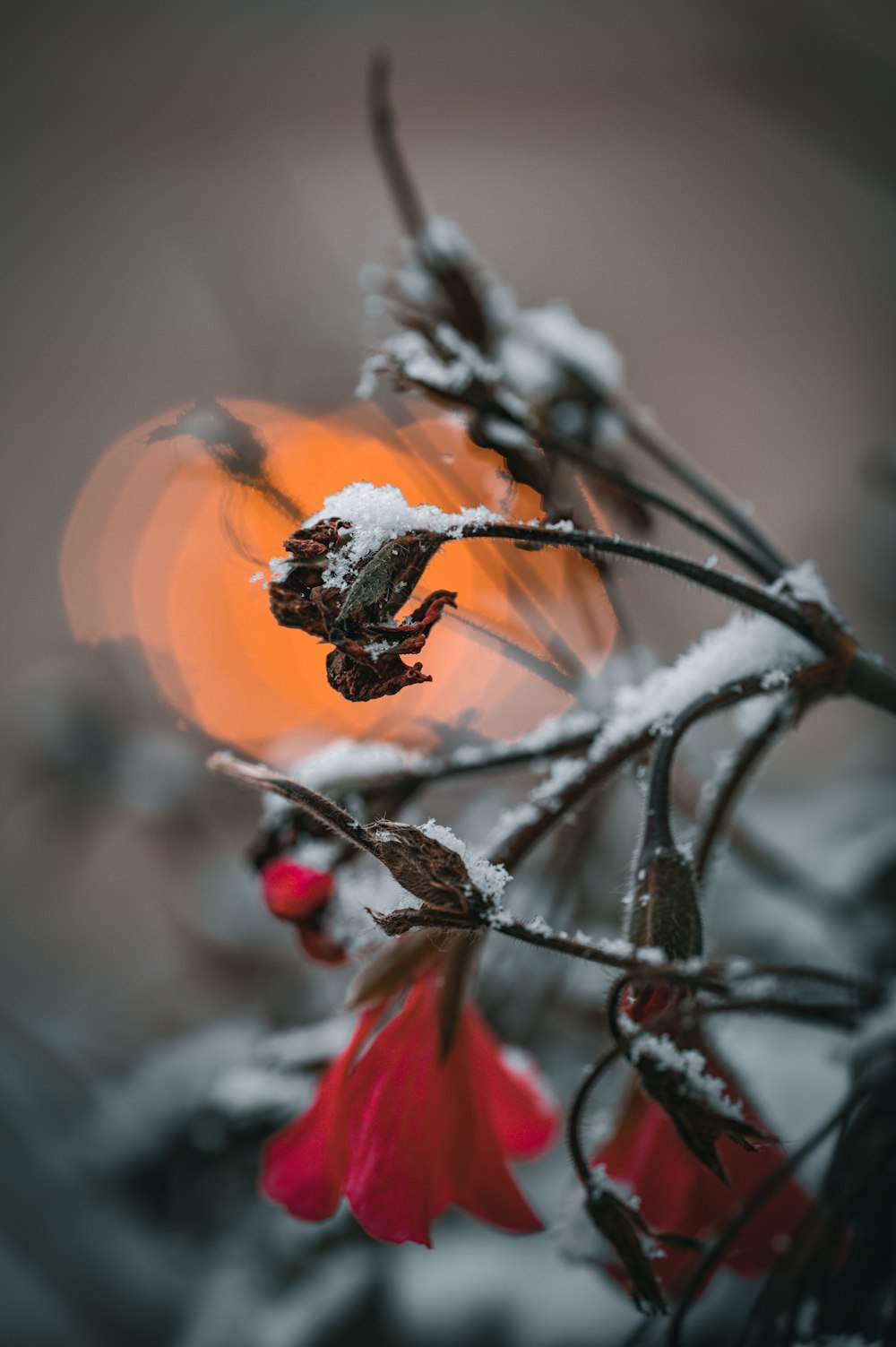 a close up of a bug on a branch with a fire in the background