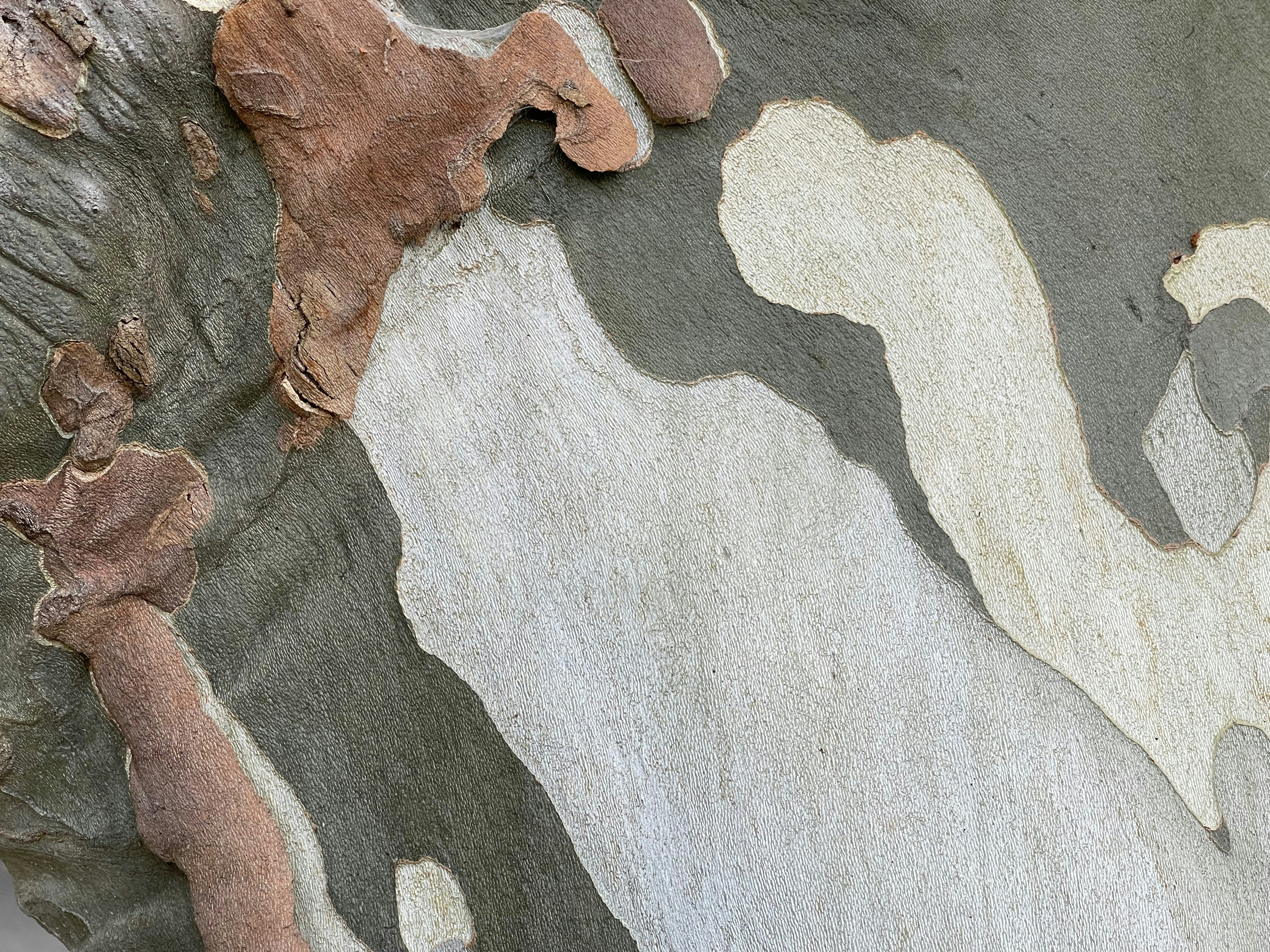 rolf neumann (@junglerolf) | Communauté photos Unsplash